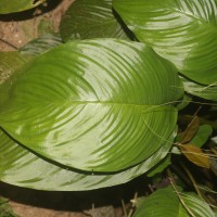 Tacca chantrieri André